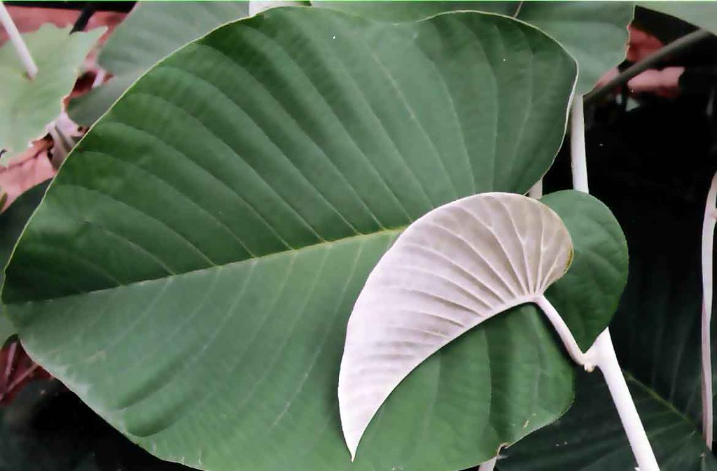 Embracing Elegance: Southwest Interior Designs by Scottsdale's Premier Designers