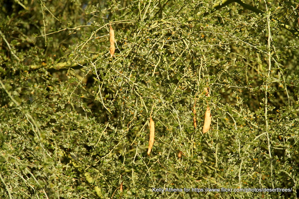 The Phoenix Suns All-Time Pyramid, Tier 4: Era-Defining Stars - Bright Side Of The Sun