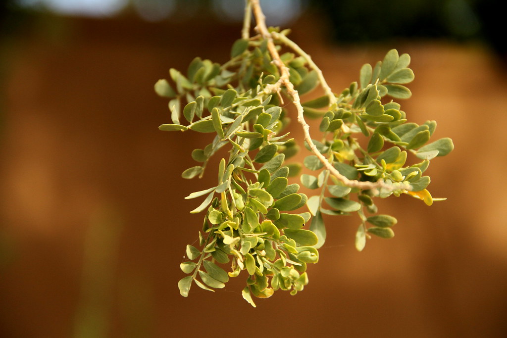 The Phoenix Suns All-Time Pyramid, Tier 3: Franchise Pillars - Bright Side Of The Sun