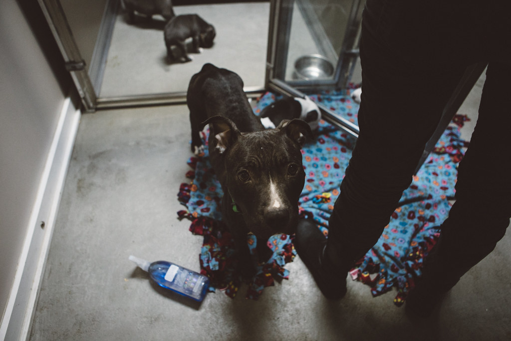 Phoenix Tests No. 56 Old Dominion - Elon University Athletics