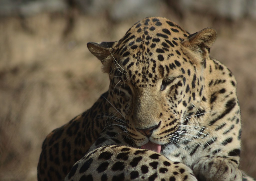 Panthers Find A Way To Take Down Phoenix Late, 75-72 - Milwaukee Athletics