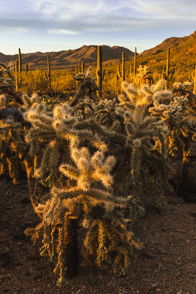 Road blocked after person hit by car in west Phoenix - AZ Family