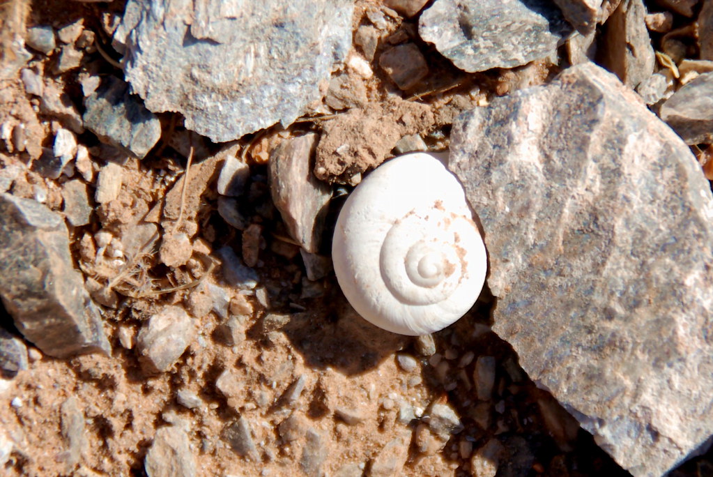 Body found in Phoenix not connected to Nancy Guthrie case: Sheriff - NewsNation