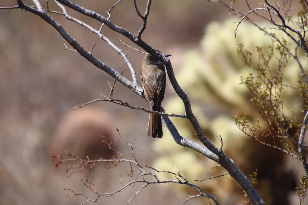 Sustainable Scottsdale - City of Scottsdale (.gov)