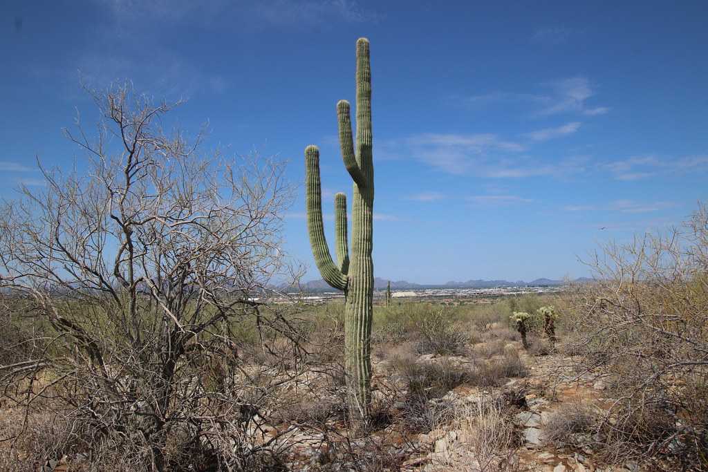 Sustainable Scottsdale - City of Scottsdale (.gov)