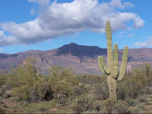 How long are TSA lines at Phoenix Sky Harbor airport? See wait times - The Arizona Republic