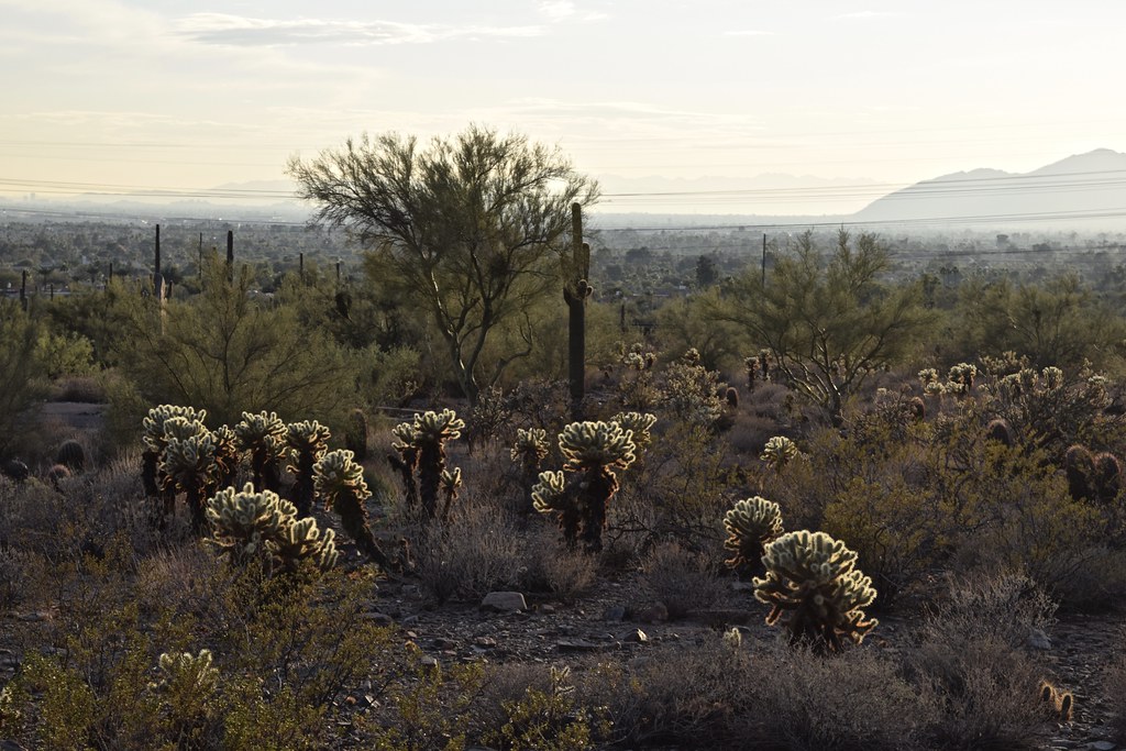 Paradise Valley school staffer dies by suicide as police attempted to arrest him - 12News