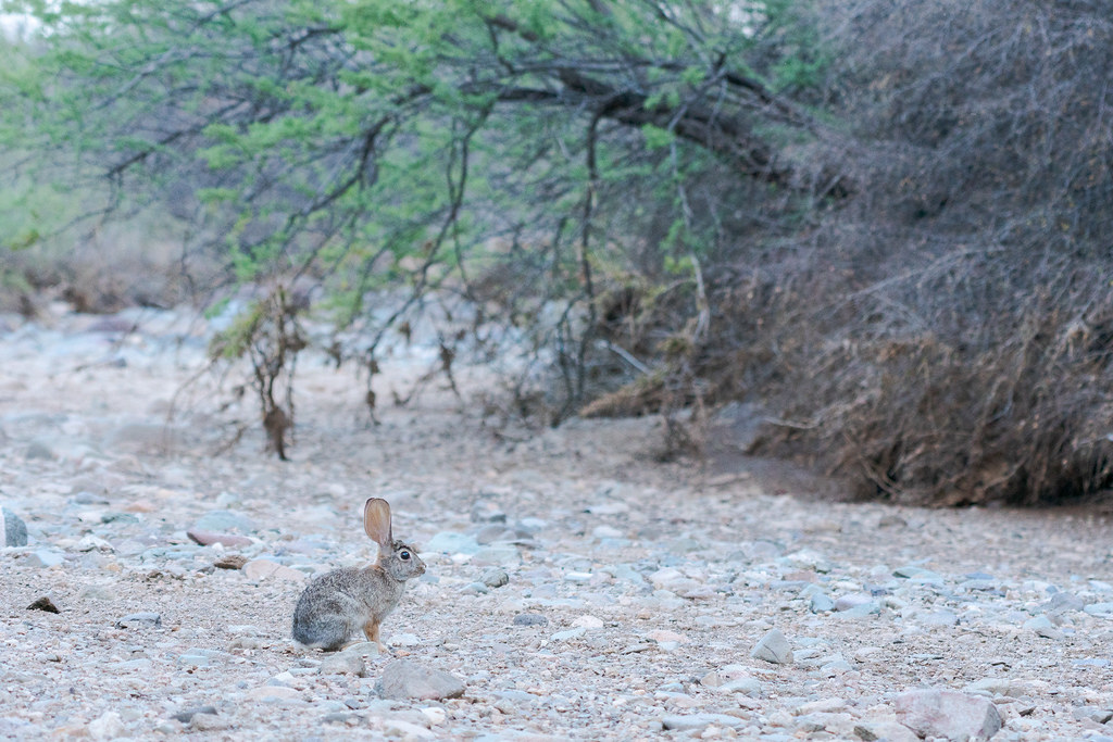 The Phoenix Suns Signing Haywood Highsmith Is IMPACTFUL 👀 - PHNX Sports