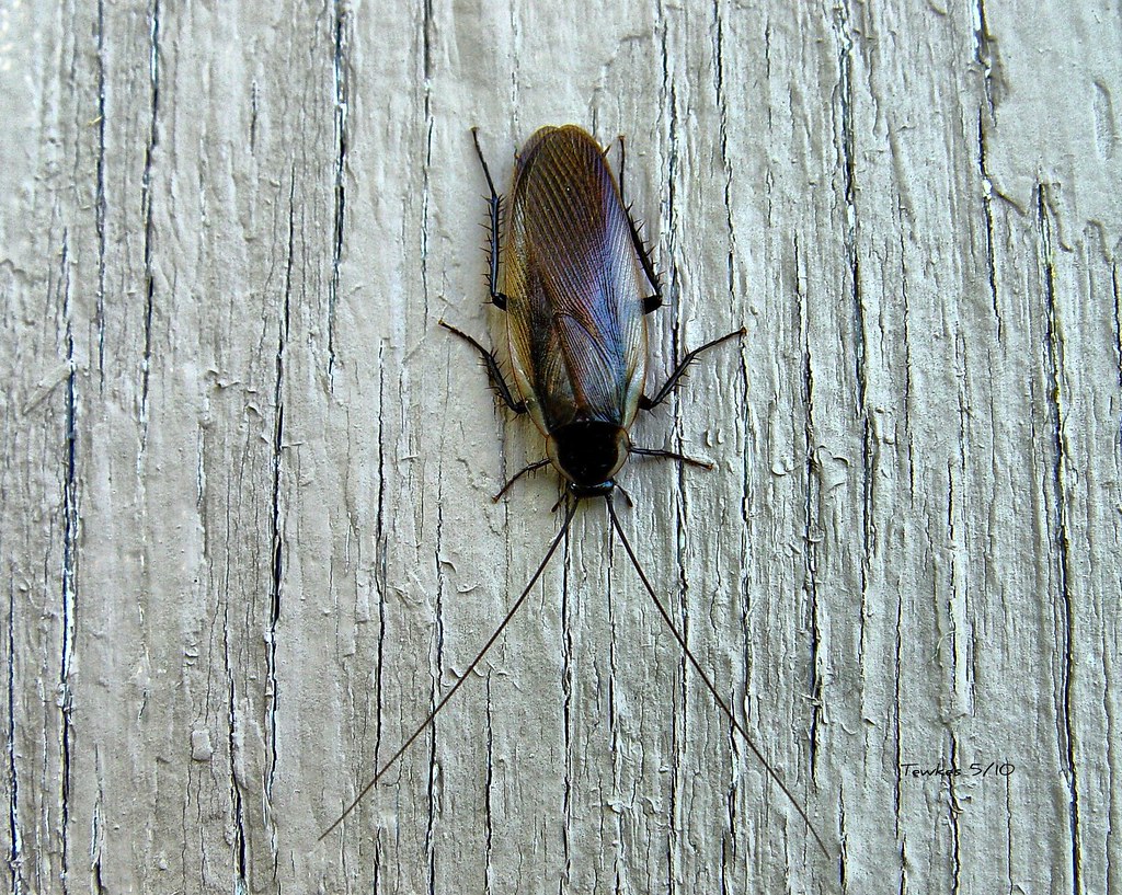 Roaches in storage room, food out of temperature found at Phoenix-area eateries - AZ Family