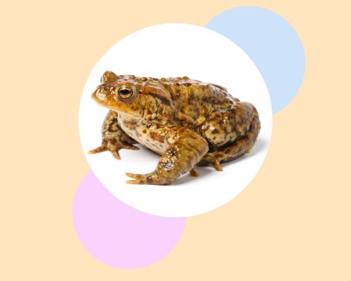 Help a toad across the road – and five more ways to save these endangered amphibians