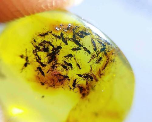 ‘I love midges because I know what their hearts look like’: is the passion for taxonomy in danger of dying out?