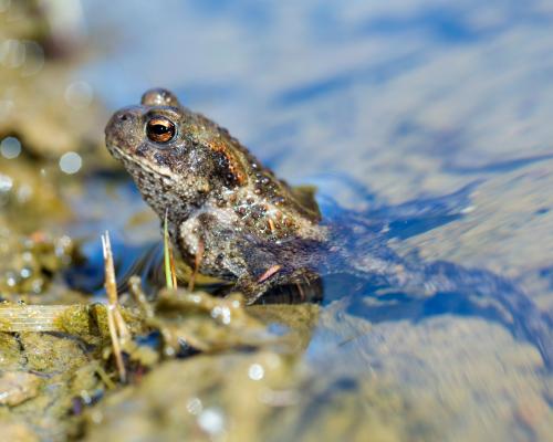 Fears more than 1,000 toads may have died after Welsh water firm drains reservoir