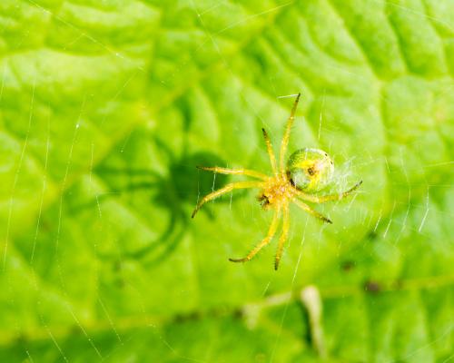 Country diary: A lesson in camouflage from a cucumber spider | Claire Stares