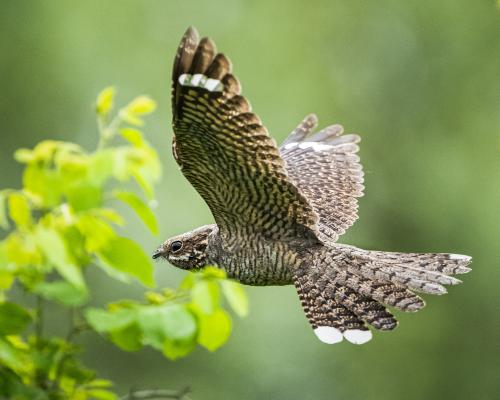 ‘How much have we missed?’: book tunes in to overlooked world of female birdsong