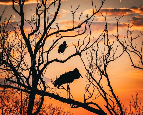 Wildlife and humans thriving in Unesco-protected sites