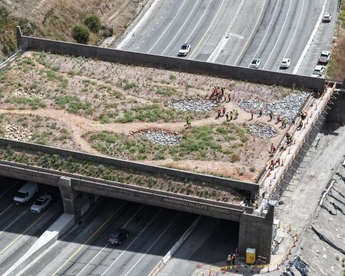 California’s wildlife bridge became a target for the right. Now it’s eyeing the finish line