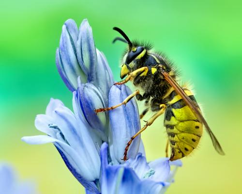 I love vultures, mosquitoes and, yes, even wasps. This is why you should too | Jo Wimpenny