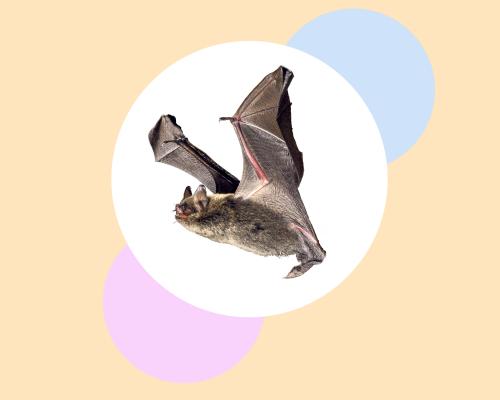 Cut the lights – and seven more ways to save Britain’s bats