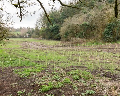 Country diary: Return to ‘bitey horse field’ – this time with a plan | Derek Niemann