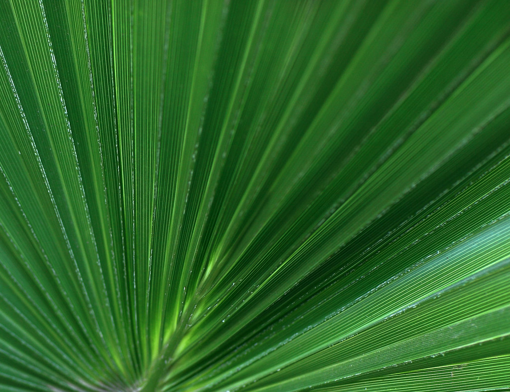 Phoenix Adjusts Friday Start Time - Elon University Athletics