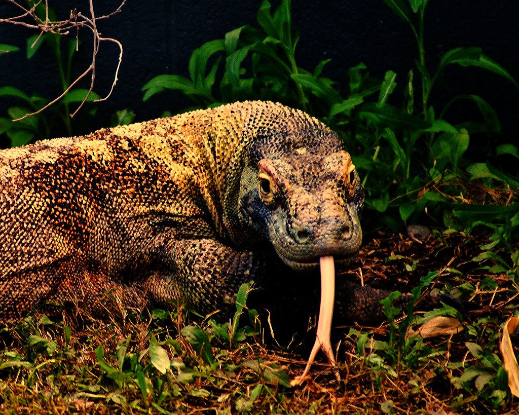 Phoenix In Hunt At Surf Club Invitational - Elon University Athletics