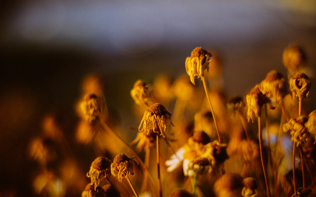 Teen dead, another hurt in double shooting in South Phoenix - FOX 10 Phoenix