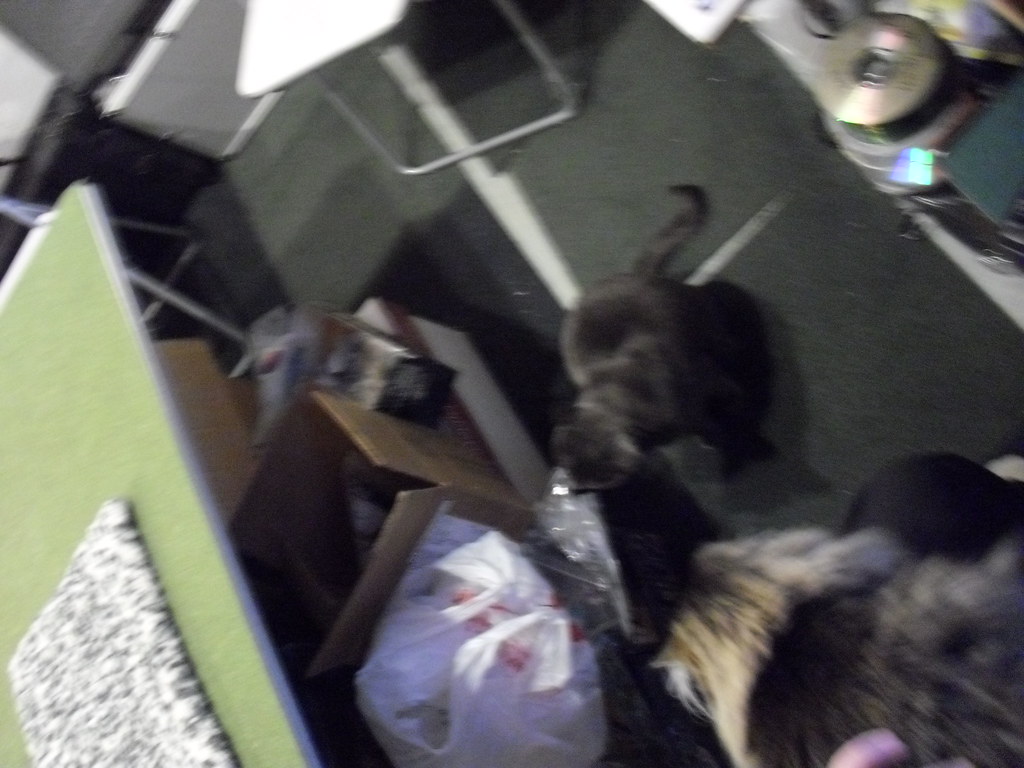Cat rescued after fast-moving fire displaces resident in central Phoenix - 12News