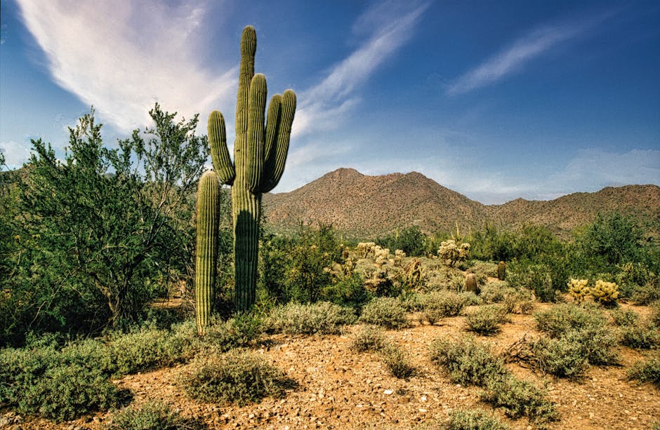 Phoenix Upended By North Carolina A&T - Elon University Athletics