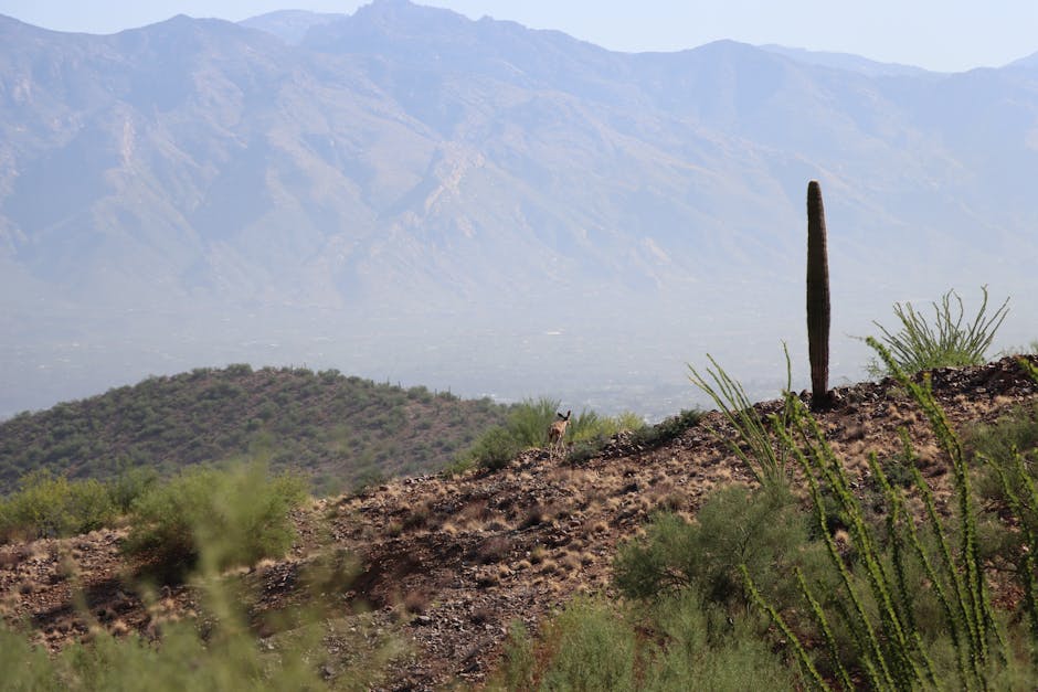 President Trump to visit Phoenix for Turning Point USA event - AZ Family
