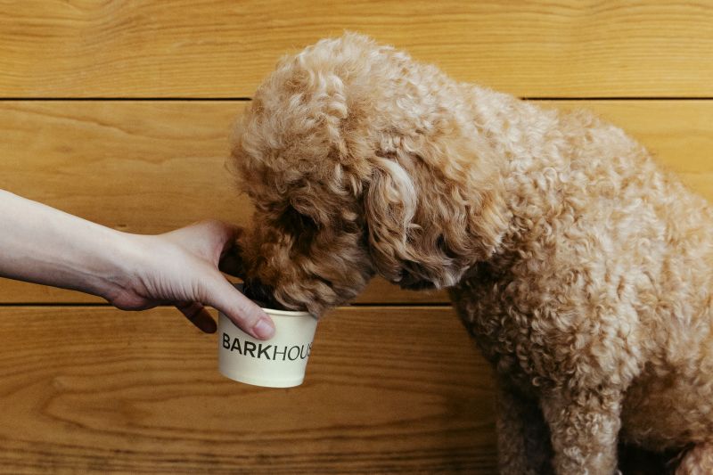 Barkhouse hotel: how do you brand a service for a client who can't read?
