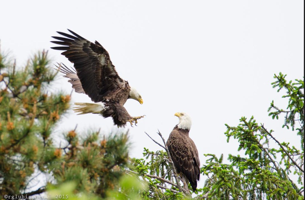 Aerie Takes a Stand Against AI Marketing With Pamela Anderson - Vogue