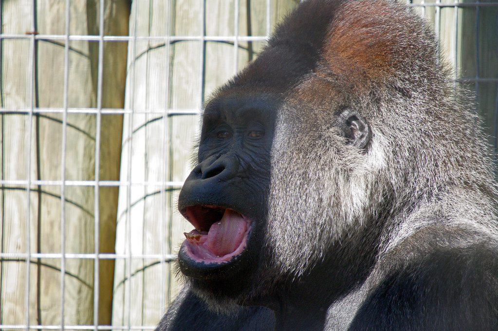 Silverback Digital Marketing Provides Overview of Mobile App Development Services and Structured Development Practices - Detroit Free Press