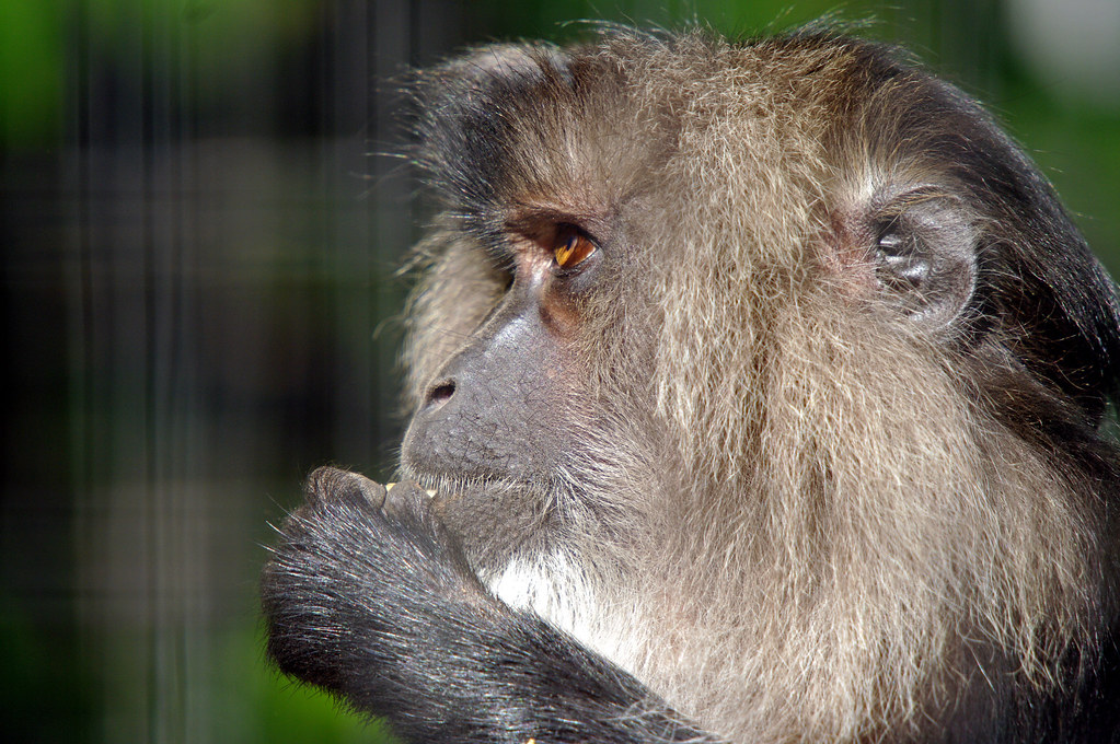 Silverback Digital Marketing Provides Overview of Mobile App Development Services and Structured Development Practices - Detroit Free Press