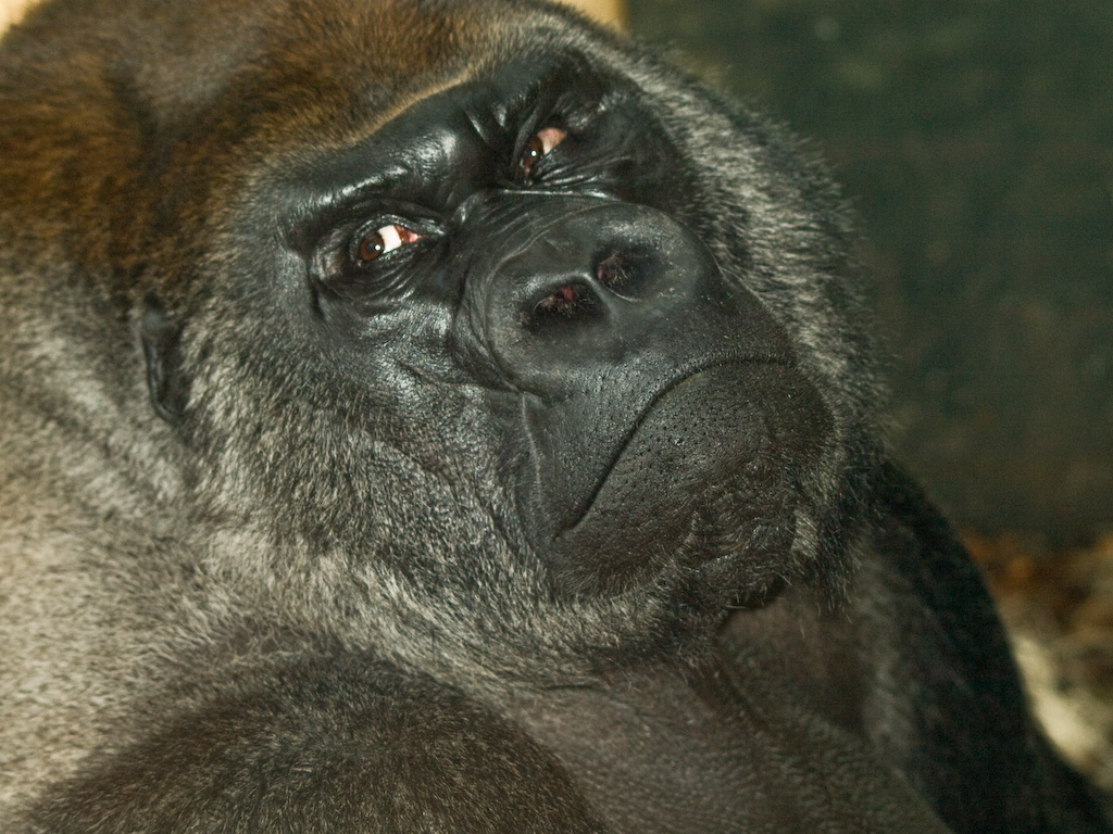 Silverback Digital Marketing Provides Overview of Mobile App Development Services and Structured Development Practices - Columbia Daily Tribune