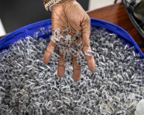 Smuggled in syringes: how Nairobi became a nexus for the black market in giant harvester ants