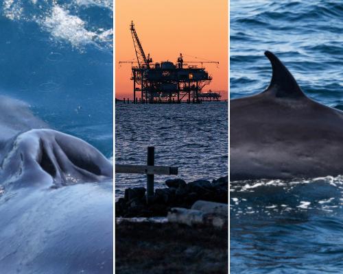 Rice’s whales existed before humans. Now Trump could make them extinct