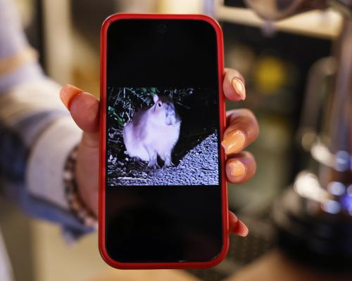 ‘It was bonkers’: Samba the runaway capybara inspires a wild rodent hunt