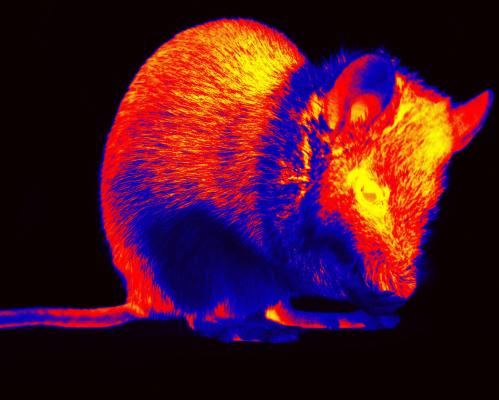 Short films made from brain activity of mice aim to show how they see world