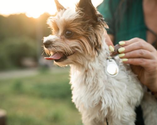 Fitness tracker for Fido? Experts split on benefits of pet tech