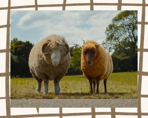 From The Sheep Detectives to Rivals: your complete entertainment guide to the week ahead
