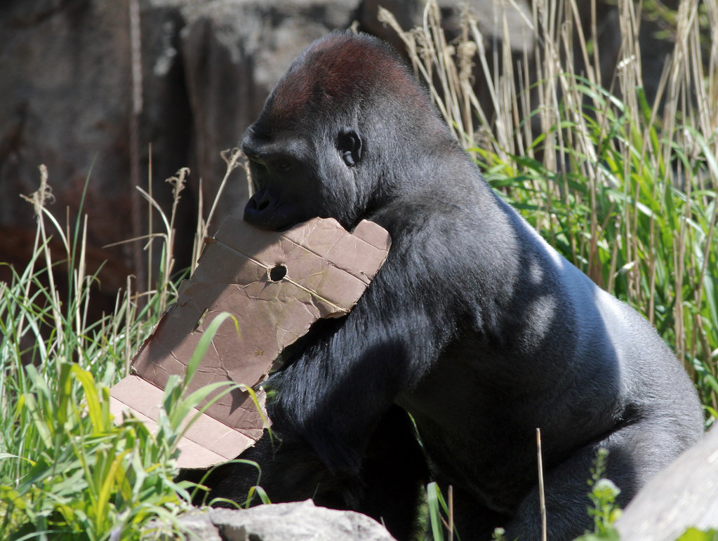 Silverback Digital Marketing Provides Overview of Mobile App Development Services and Structured Development Practices - Star-Gazette