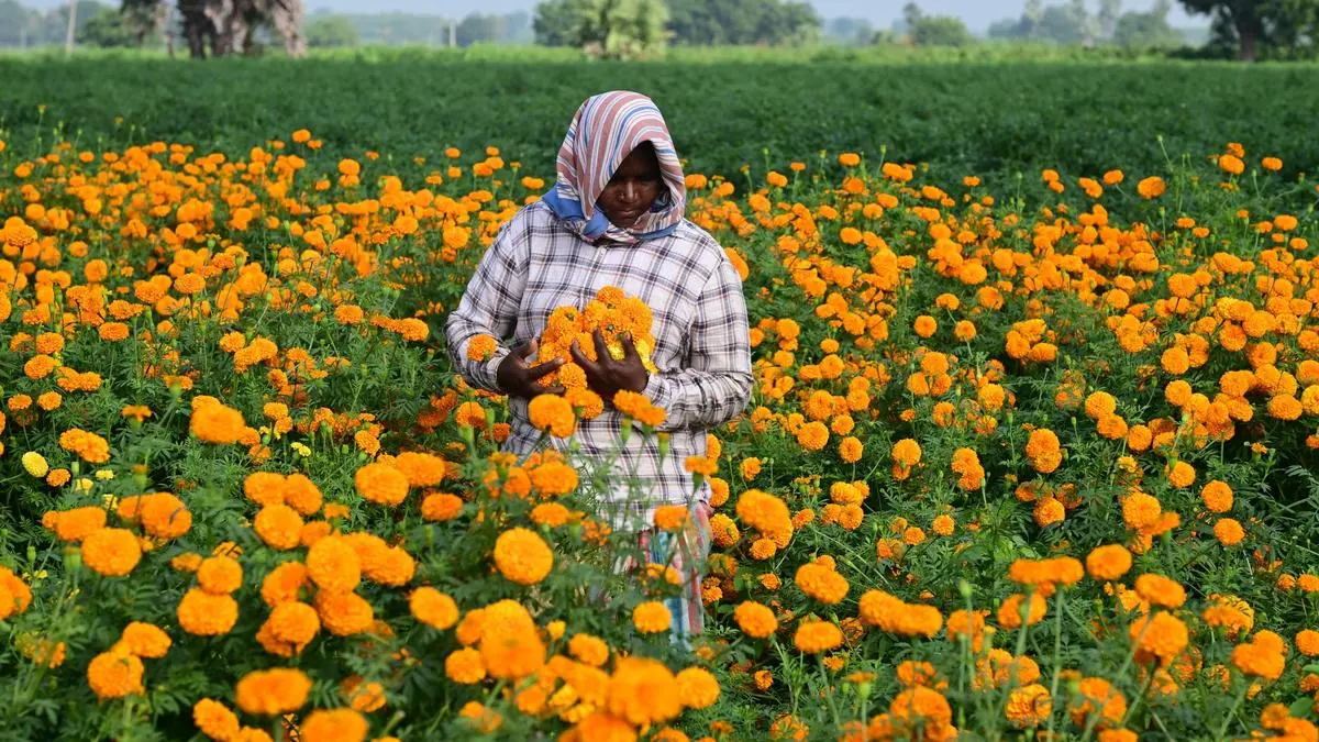 How agripreneurship will drive improved rural livelihoods in India