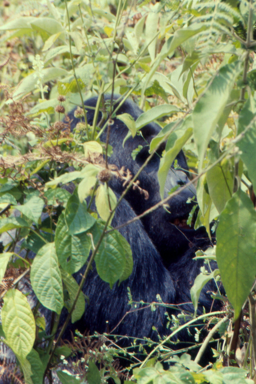 Silverback Digital Marketing Outlines Strategic Framework and Operational Standards for Social Media Marketing Services - The Desert Sun