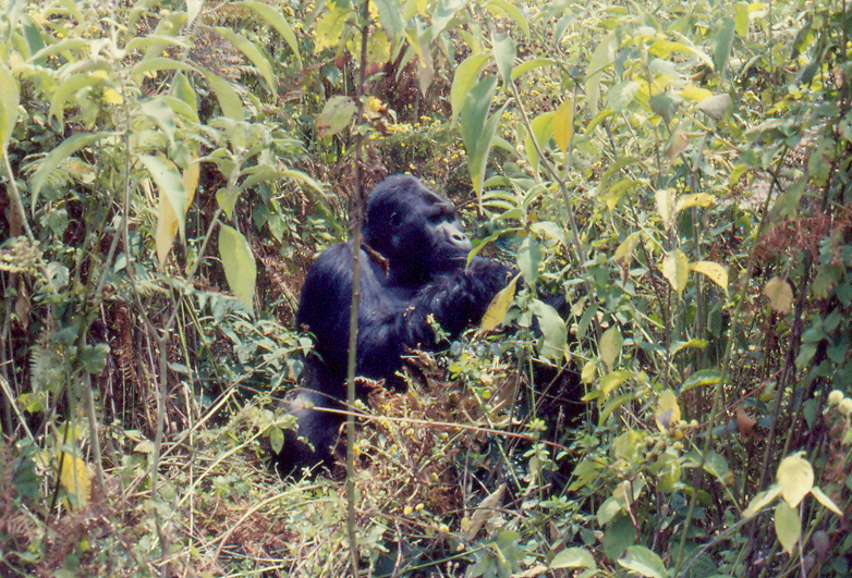 Silverback Digital Marketing Provides Overview of Mobile App Development Services and Structured Development Practices - Star-Gazette