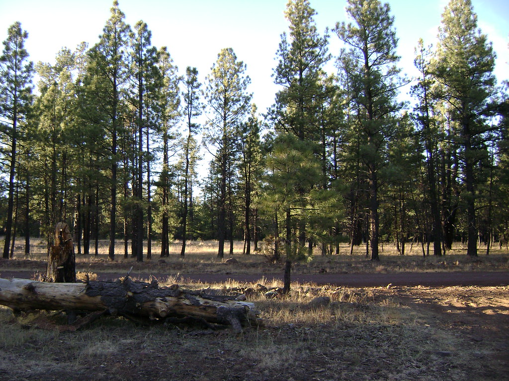 Arizona weather forecast: Record-breaking highs expected soon in Phoenix - FOX 10 Phoenix