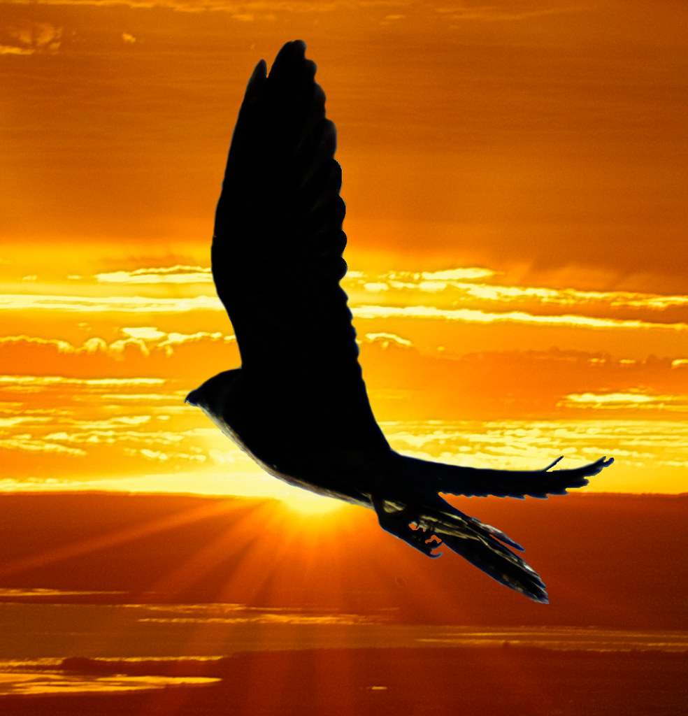 Flights from Phoenix to Mexico cancelled amidst 'security operations' - 12News