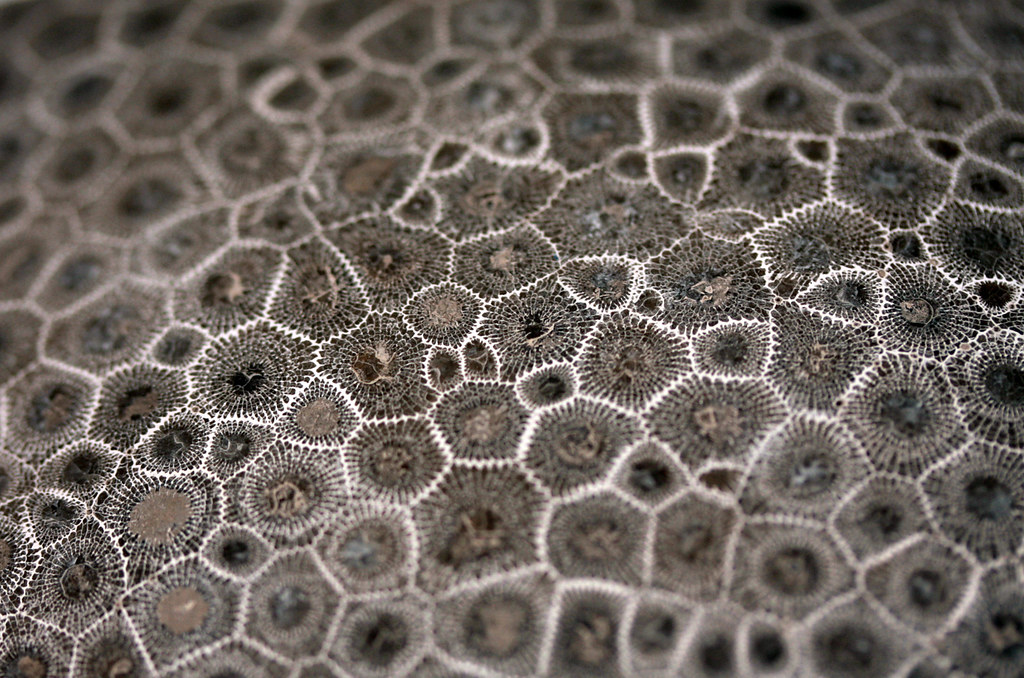 Unusual Way Arizona Declared NCAA Tournament Favorite Revealed - Sports Illustrated