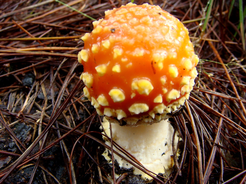 Cyclones Fall at the Buzzer to No. 2 Arizona in Semifinals - Iowa State Athletics