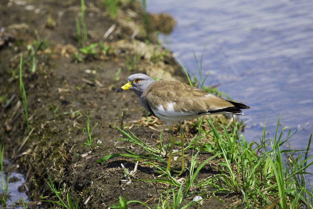 Arizona-Michigan Final Four matchup set for Saturday in Indianapolis - Arizona Sports