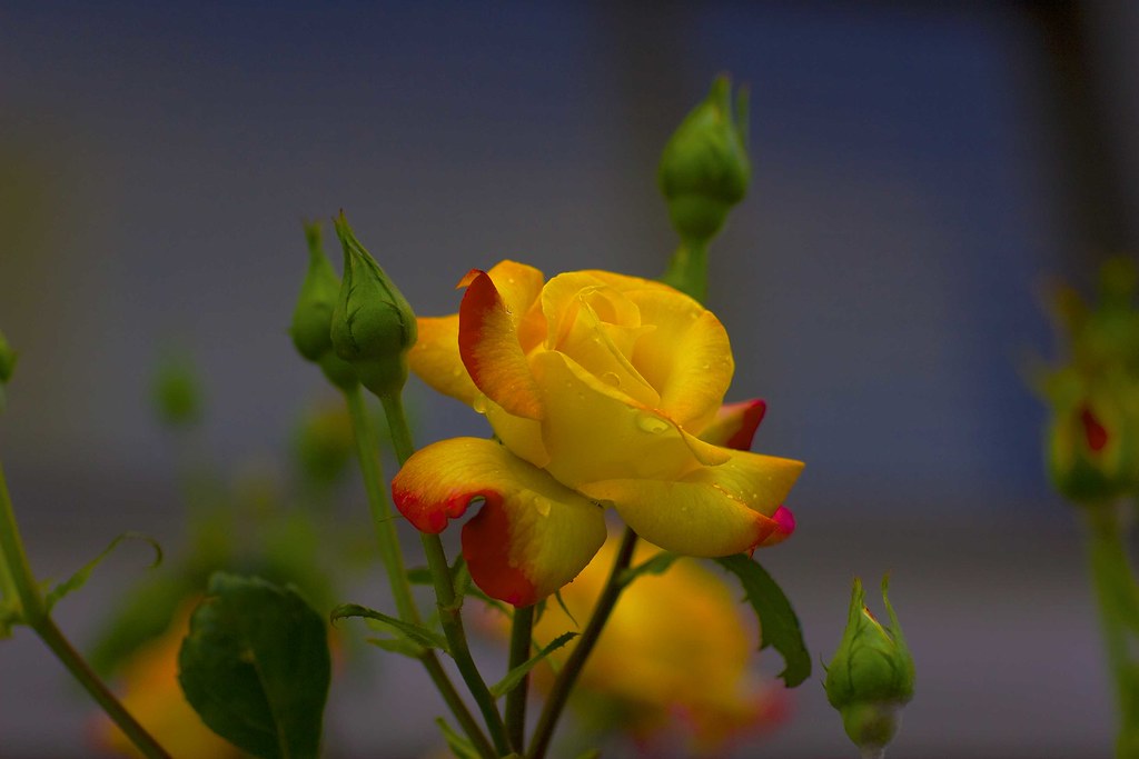 Arizona vs Arkansas picks, predictions for March Madness Sweet 16 game - The Arizona Republic